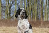 SETTER ANGLAIS 025
